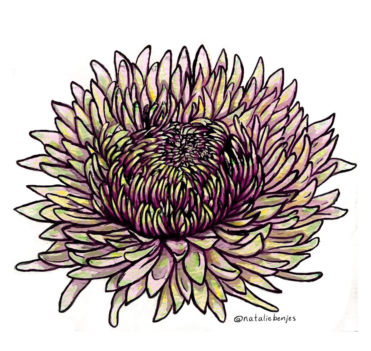 Chrysanthemum Sticker